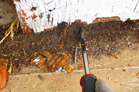 Termite Inspection